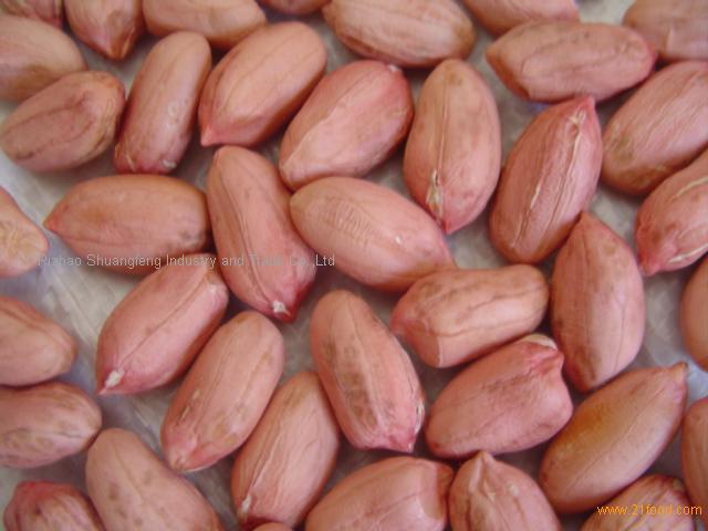 Raw peanuts, Large type , Long type peanut...